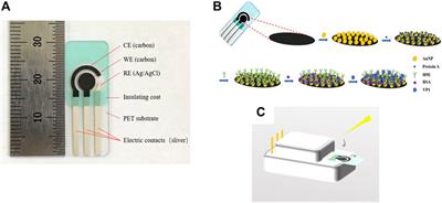 A Broad-Range Disposable Electrochemical Biosensor Based on Screen-Printed Carbon Electrodes for Detection of Human Noroviruses